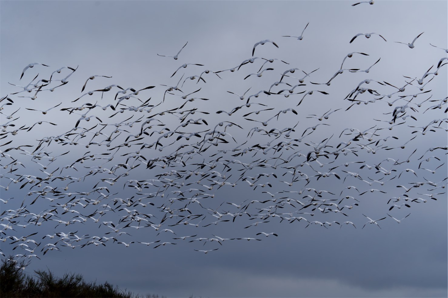 Snow Geese 0203